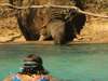 Tuningi Safari Lodge - Pool/Wildlife 